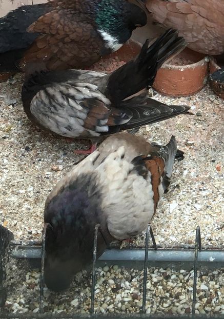 A7251D76-21DD-43D9-A3C8-81E7784B6BA7 - Plumburii