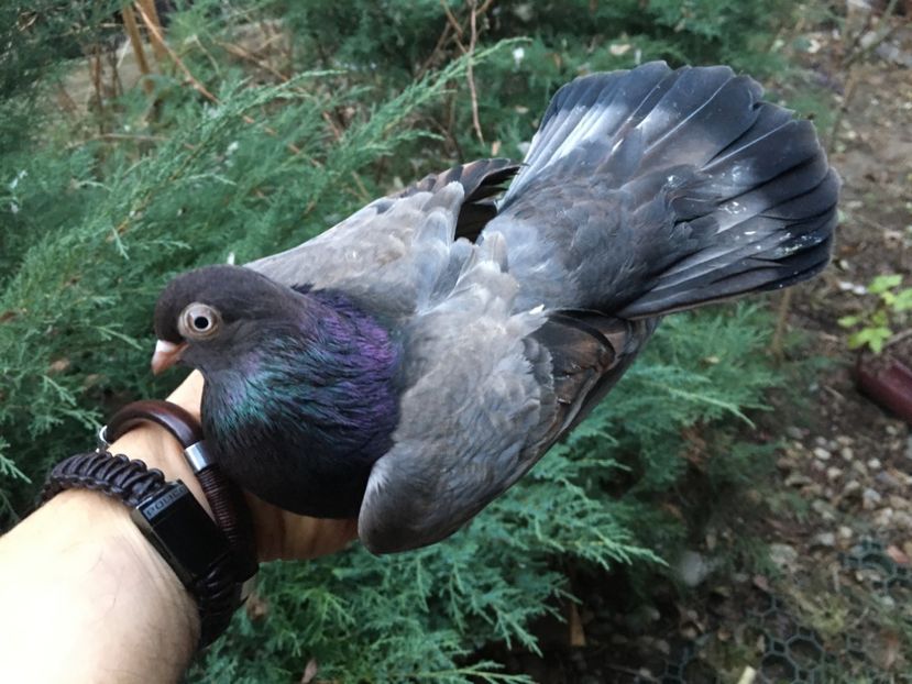 B1A7919A-D39E-4A76-9192-B0495DC273D9 - Plumburii