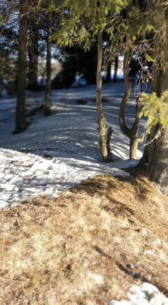  - 2020 WEEKEND LA BELIȘ 17-19 ianuarie