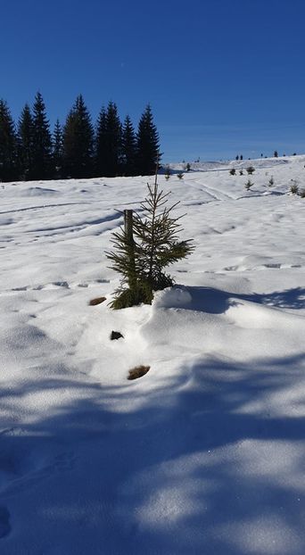  - 2020 WEEKEND LA BELIȘ 17-19 ianuarie