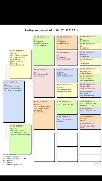 Pedigreu 318177 2017 M - 100 RON - VANDUTI 2018-2019-2020