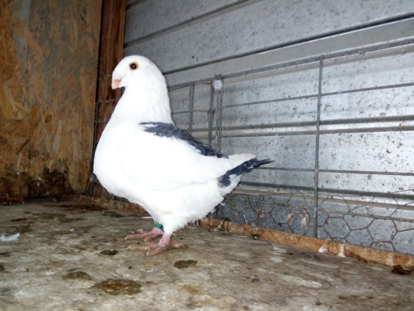 F 2019 - PERECHEA NUMARUL 4