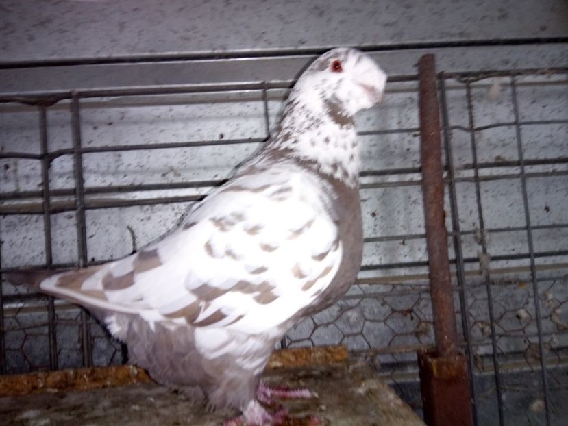 F 2016 - PERECHEA NUMARUL 5