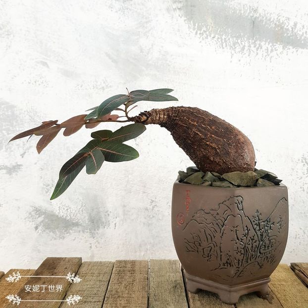 Phyllanthus mirabilis - Vase - aranjamente - accesorii