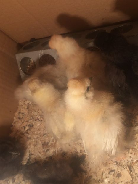 avem 10 zile - Pui 2020