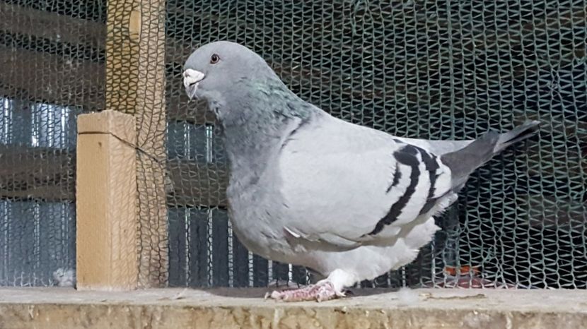Nr 5 f - 06MATCA ALBASTRI_CUCI 2020
