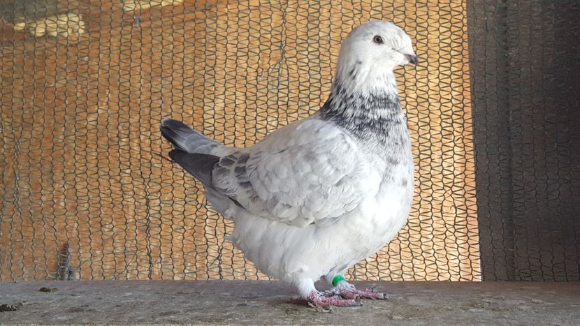 Nr 9 f - 06MATCA ALBASTRI_CUCI 2020
