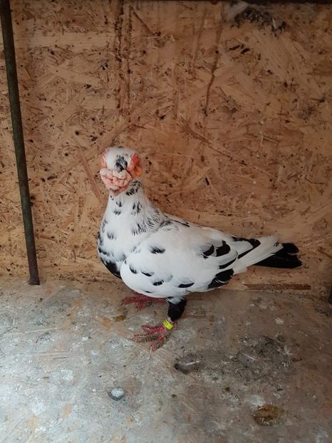 F 17 - Indian german 2020