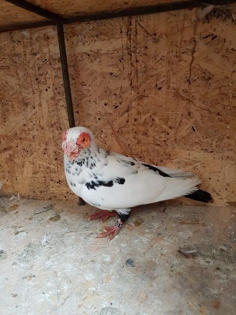 F 16 - Indian german 2020