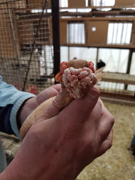 F 15 - Indian german 2020