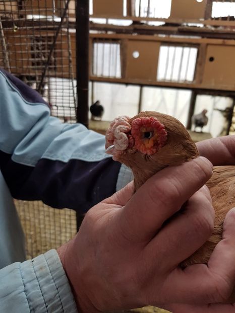 F 15 - Indian german 2020