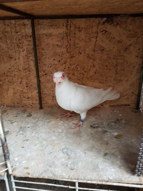 M 18 - Indian german 2020