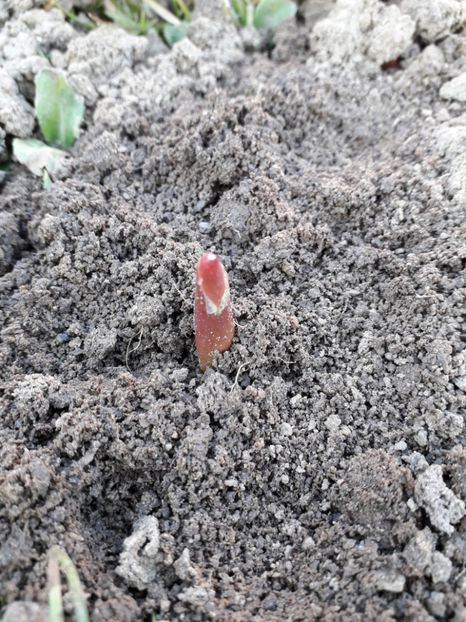 Prima lalea din 2020 in gradina - AAAA_LALELE 2019_2020_2022_2023