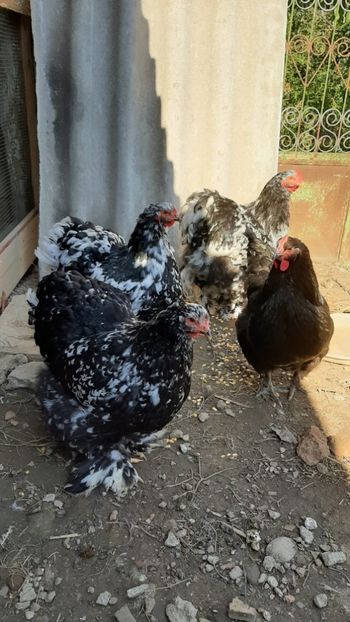  - Gaini cochinchina urias