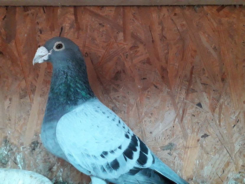 Nl 2004 Gebr Janssen - xxx Pigeons