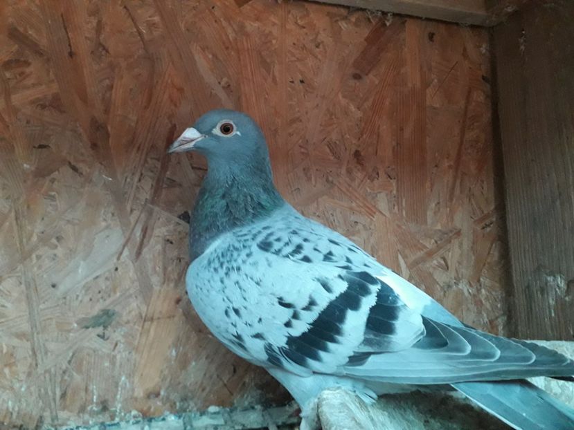 Fiica 2019 din Nl 2004 Gebr Janssen - xxx Pigeons