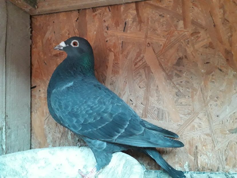 F 2017 Ukraina... - xxx Pigeons