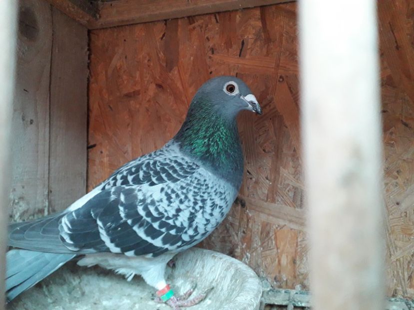 F 2017 Van de Weghen - xxx Pigeons