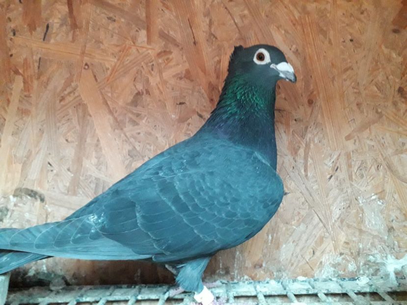 M 2017 Jan Aarden Kuif - xxx Pigeons