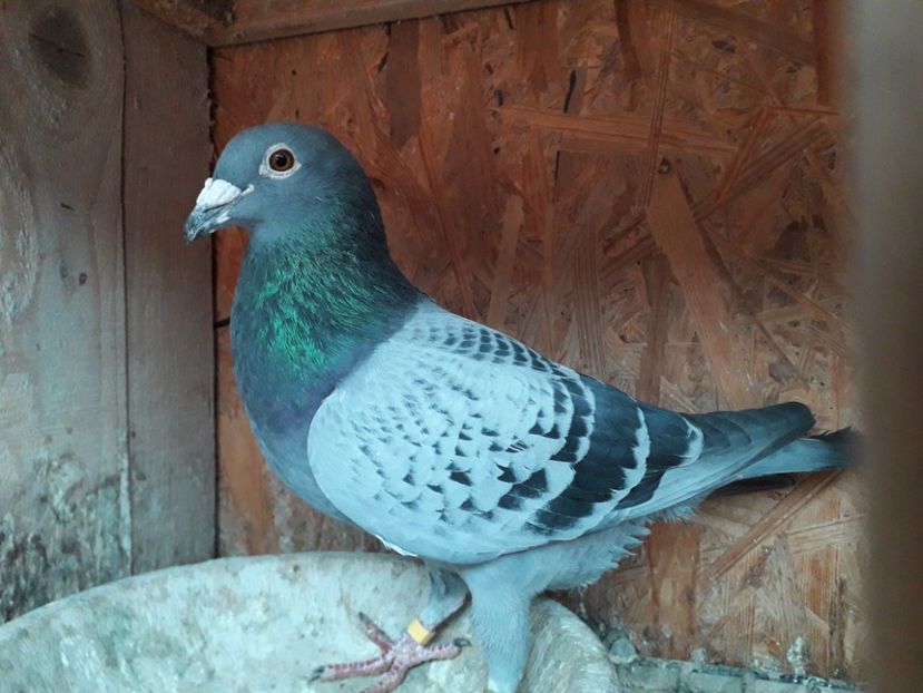 M Ro 2016 din 2 originali Gb viteza demifond - xxx Pigeons