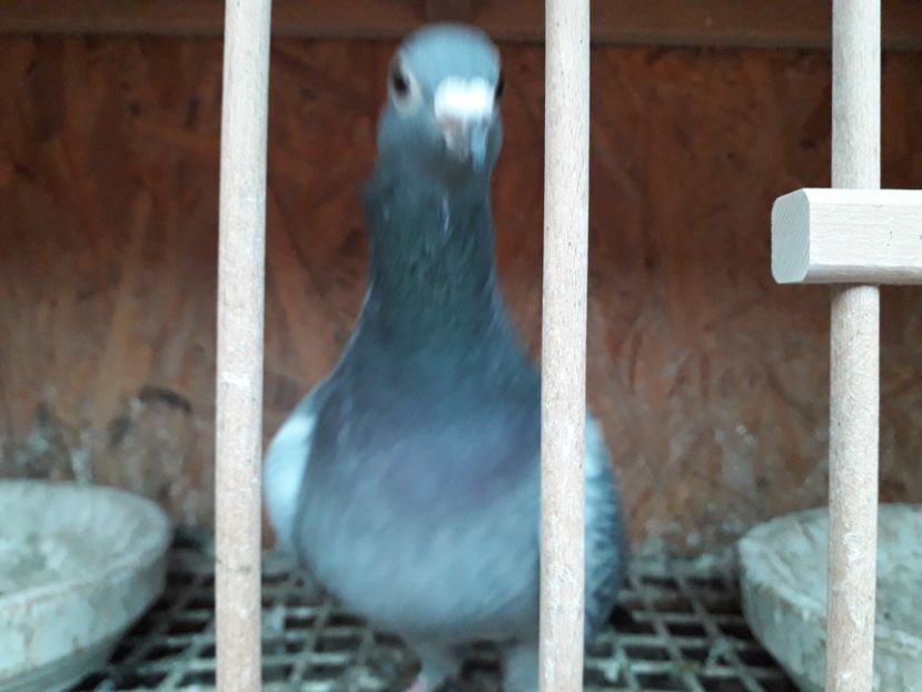 Ro 2019 Fiica Nl 2004 - xxx Pigeons