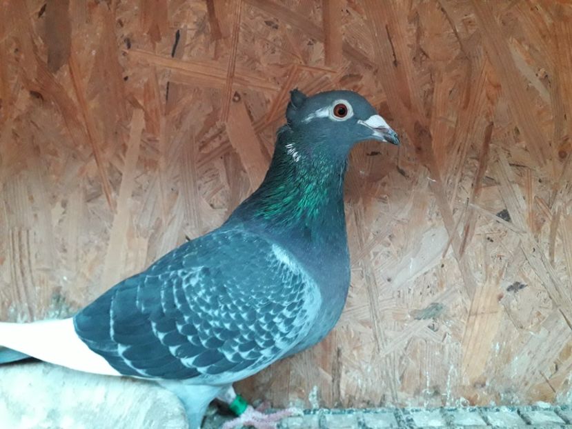 F Ro 2018 Jan Aarden Kuif - xxx Pigeons