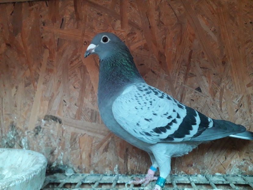 F Ro 2016 Fiica Nl 2004 - xxx Pigeons