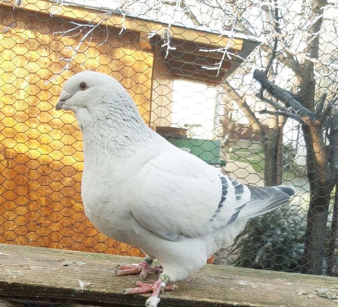 M 19  2635 - Matca 2020