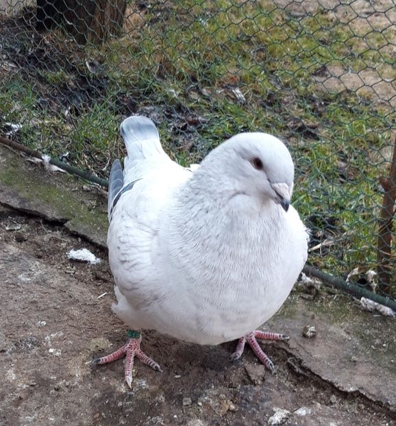 M 19    2646 - Matca 2020