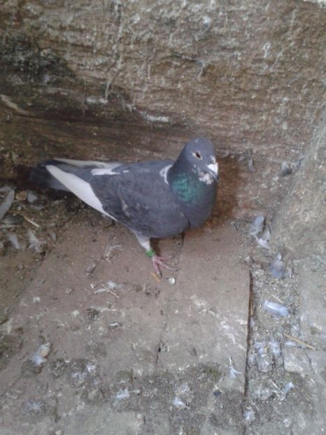 F- SK - VOIAJORI DE VANZARE 2020