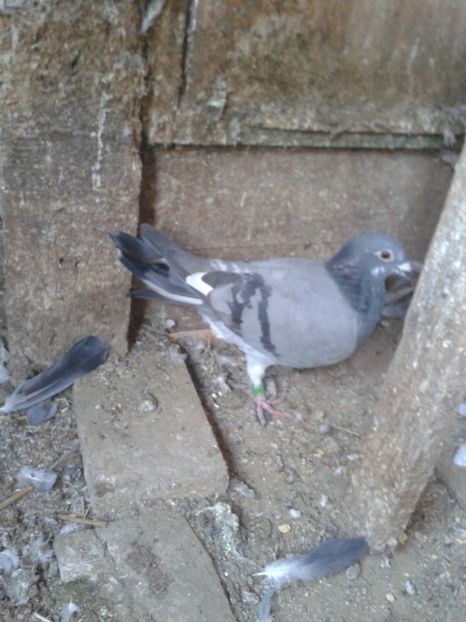 F- SK - VOIAJORI DE VANZARE 2020