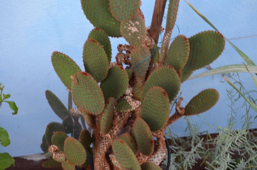  - suculente si cactusi