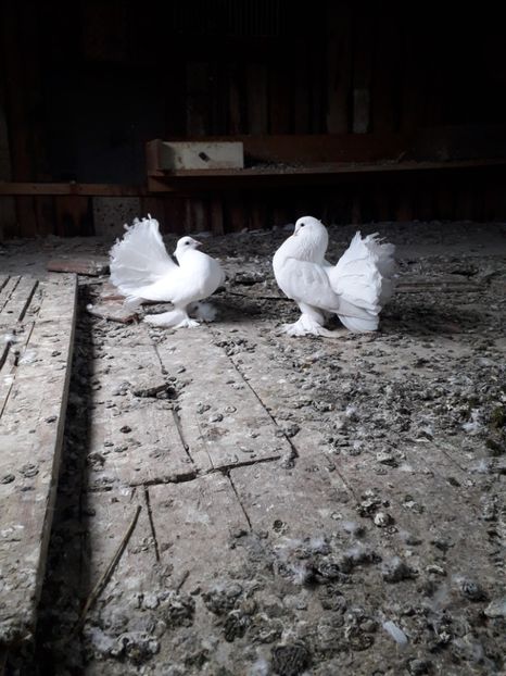  - VOLTATI MAGHIARI 2020