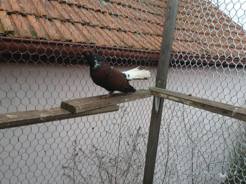 20200118_135816[1] - De vanzare