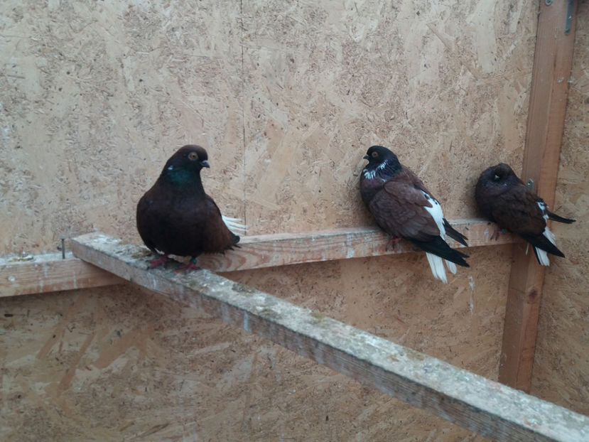 20200118_140519[1] - De vanzare