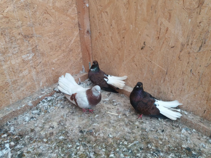 20200118_140527[1] - De vanzare