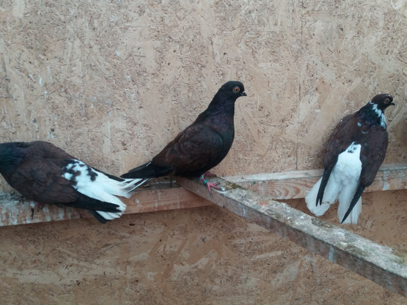 20200118_140610[1] - De vanzare