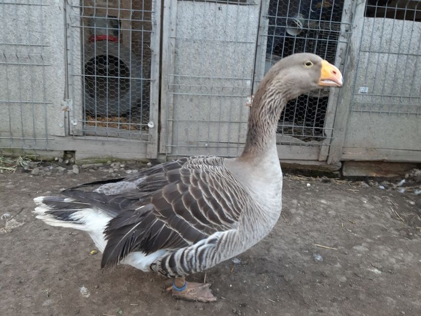 Tulaer kampfgans - B7 - Gâște Tula - Tula geese Tula Ganse