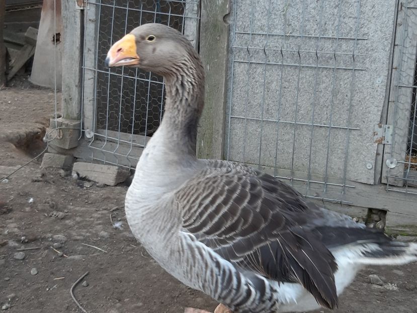 Grey Tula goose - B7 - Gâște Tula - Tula geese Tula Ganse