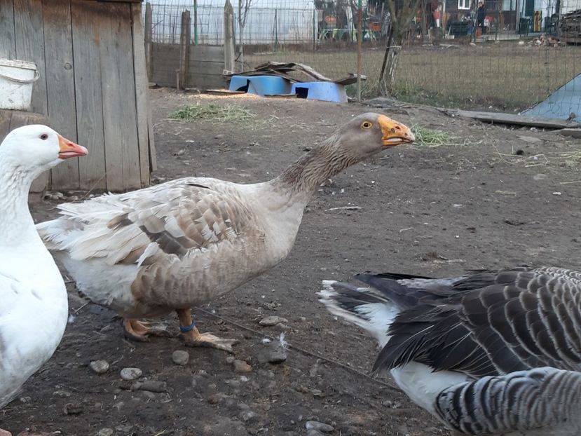 Gascan Tula - B7 - Gâște Tula - Tula geese Tula Ganse