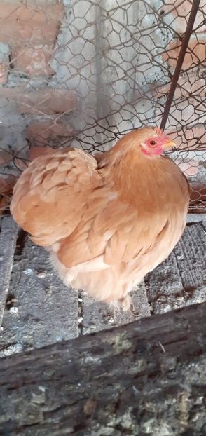  - Cochinchina pitic galben