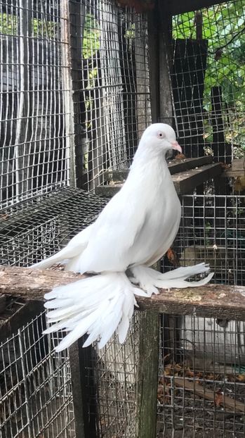 Femela 2019 - Roller Persan 2019