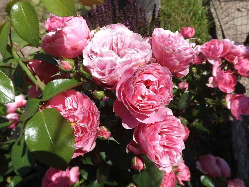 Leonardo da Vinci-2 - LEONARDO DA VINCI