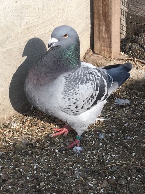 F2019 - Achiziții pentru 2020