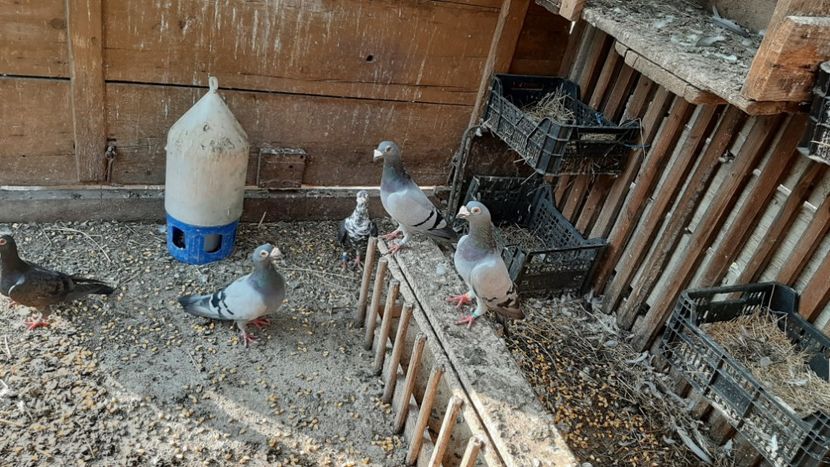  - Porumbei voiajori stil vechi