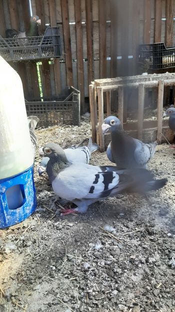  - Porumbei voiajori stil vechi