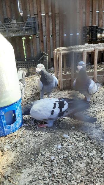  - Porumbei voiajori stil vechi