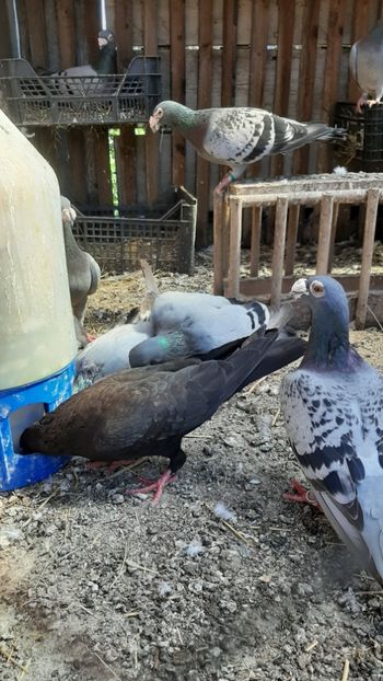  - Porumbei voiajori stil vechi