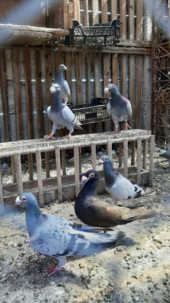  - Porumbei voiajori stil vechi