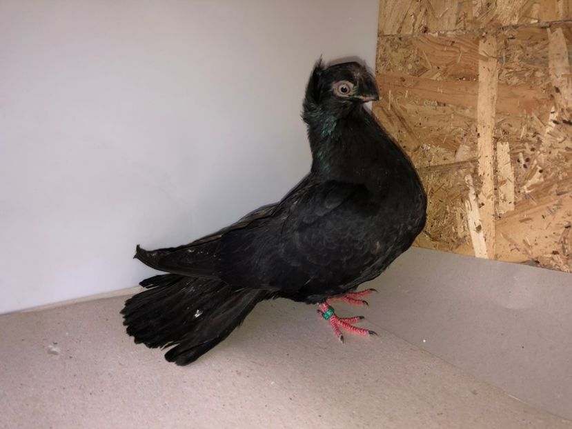 7047  femelă  2019 - Plecați ALBUM 2